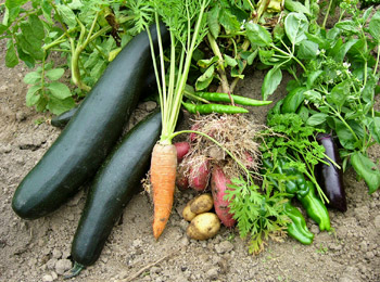 雪国農園　畑の野菜